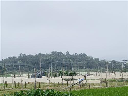 临海小芝镇gdp(3)