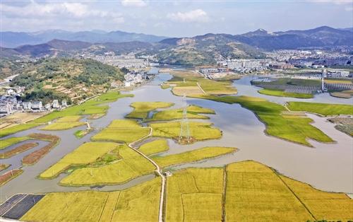 田野染“金” 稻谷飘香