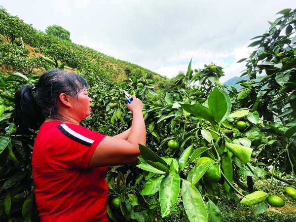  特早熟蜜橘台州开始上市 量减价增人气高