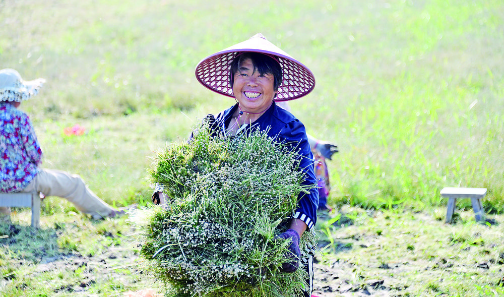  谷精草丰收