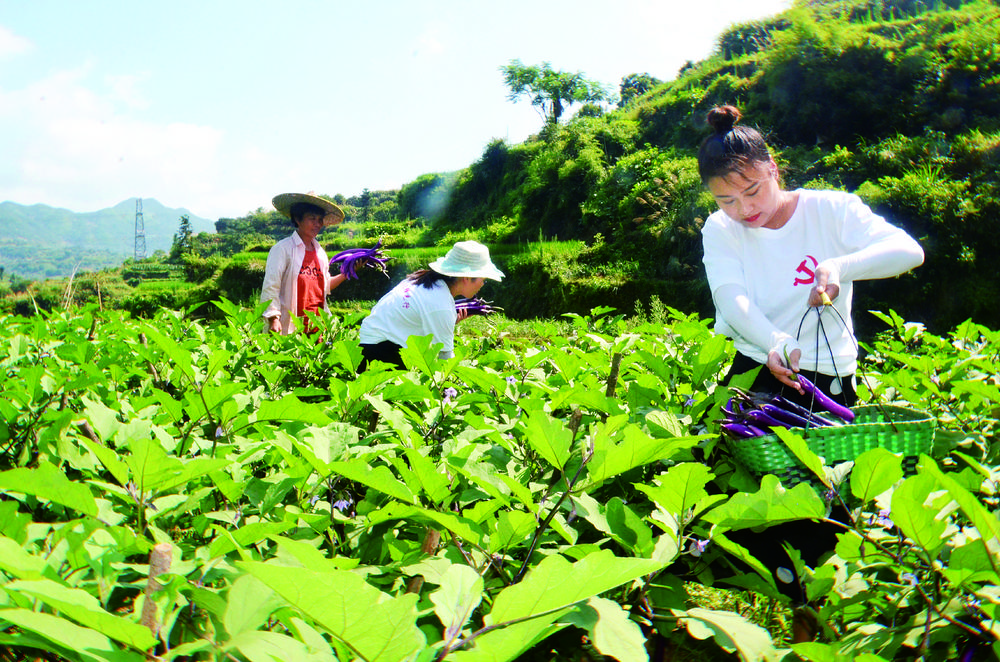  党员助建“全域大农场”