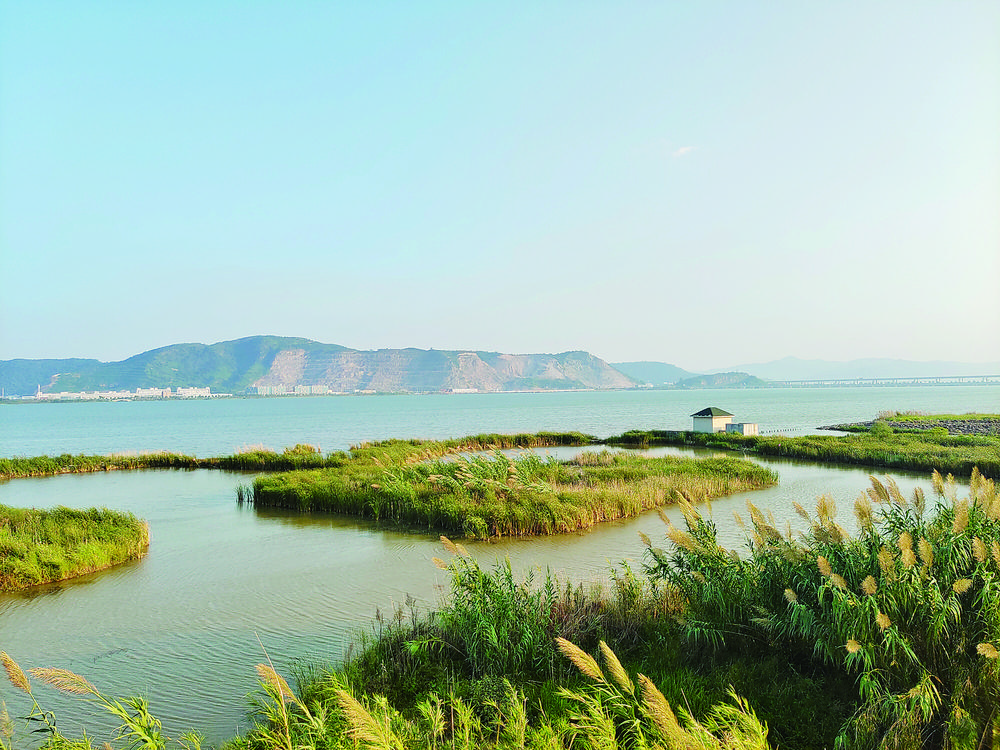  秋日限定浪漫： 湿地风吹蒲苇荡