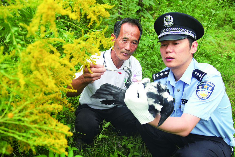  接济罕见白颈乌鸦