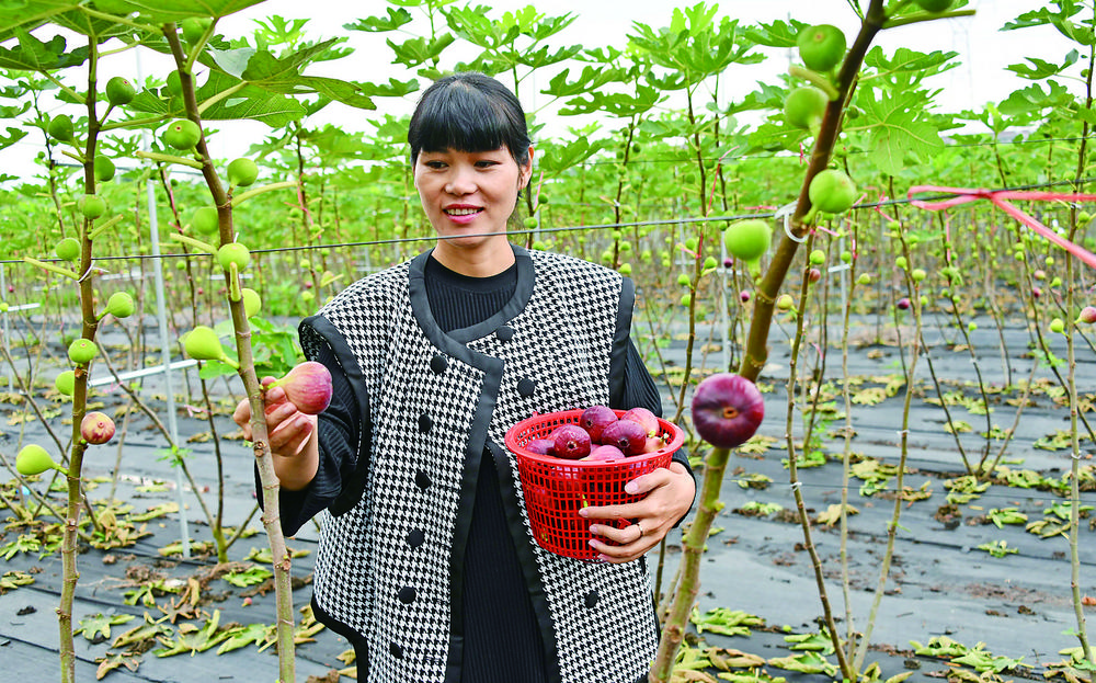  无花果助农增收