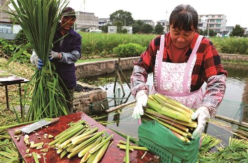  晚季茭白上市