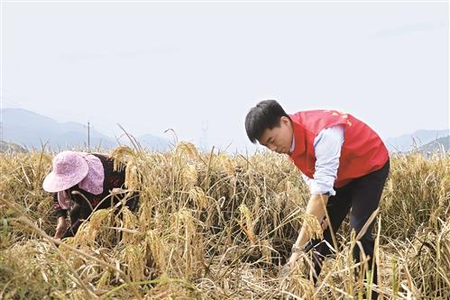  稻田收割季 干部助农忙