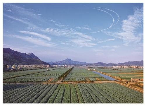  临海市上盘镇：一株“花”，种到了大江南北