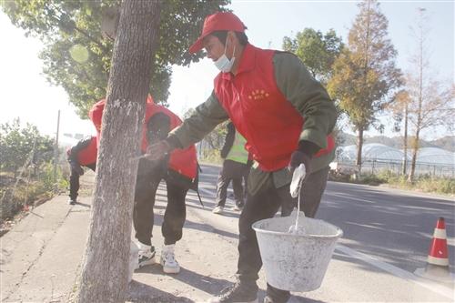  行道树 刷白防虫害