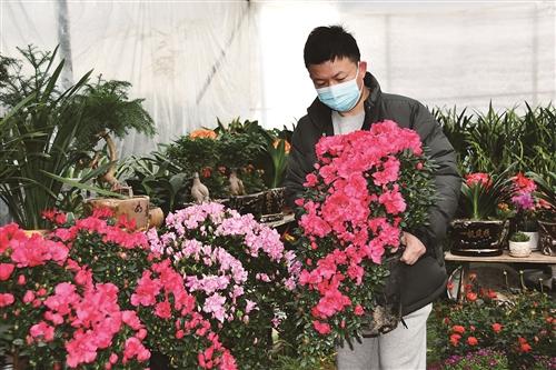  平价年宵花畅销