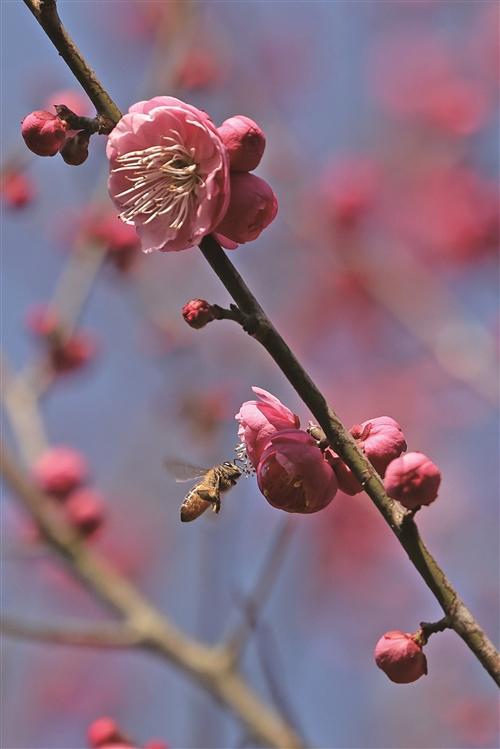  “大寒”时节梅花香