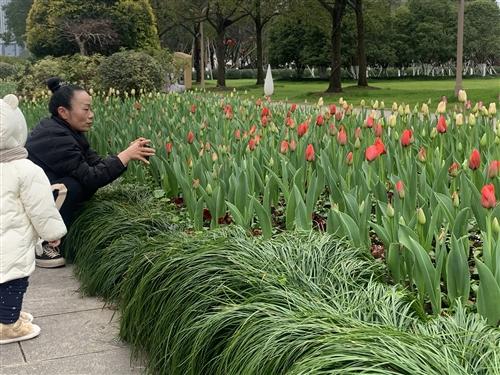  约起！春节去市民广场看郁金香花海