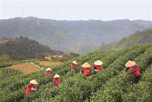  玉环：海岛火山茶进入采摘旺季