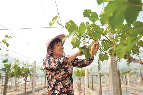  三门：葡萄园里管护忙