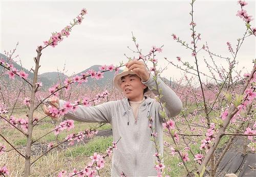  张娅萍：桃花源里桃花仙