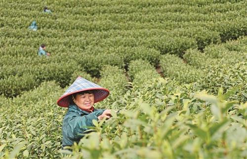  仙居：抢摘明前茶