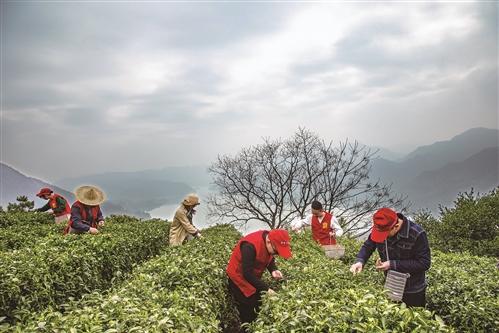  为茶农纾困解难