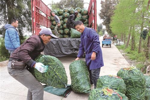  收了蚕豆好种稻