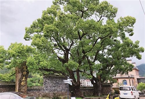  仙居有两株树龄300余年的古樟 见证当地红色往事