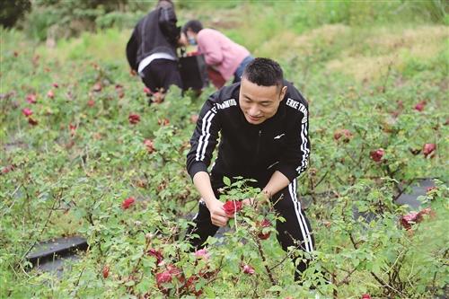  松门：玫瑰花海引客来