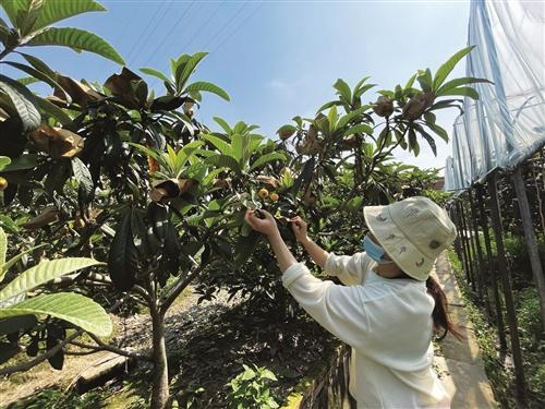  本地枇杷丰收，再过几天大规模上市