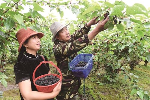  江涂变桑田 村民增收入