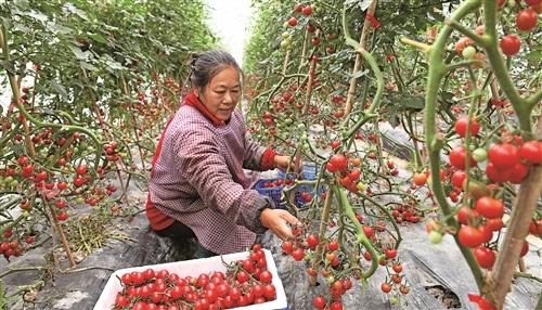  圣女果映红致富路