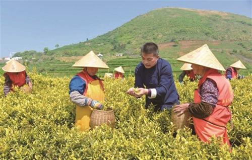  林招水：拓荒种茶，解锁乡村“共富密码”