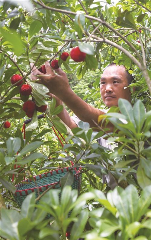  电商助力 仙梅走俏