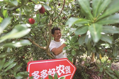  电商助力 仙梅走俏