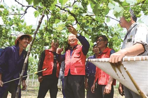  滨海：“甜蜜”产业结出致富金果