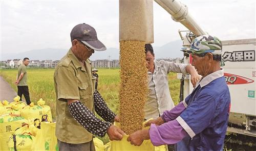 仙居：早稻测产验收 平均亩产超千斤