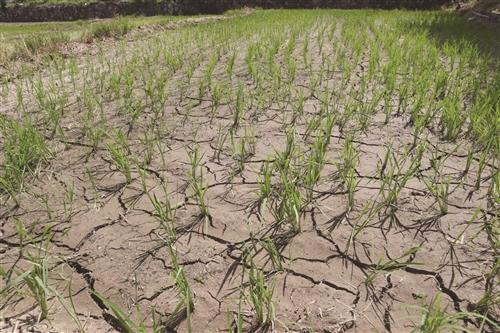  今日热浪反扑，40℃高温暂不下线