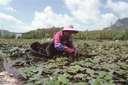  本地菱角迎丰收，尝鲜正当时