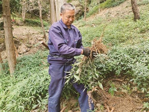  绿了山地又增富 黄岩西部发展中药材产业一举两得