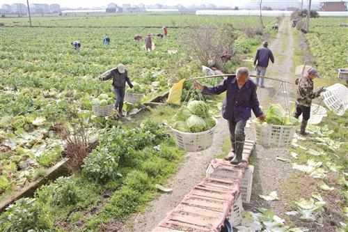  温岭大白菜滞销，种植户急“上火”