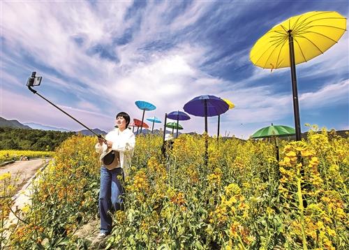  七彩油菜花引客来