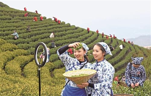  明前茶飘香 直播助增收