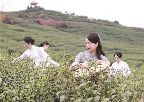  临海：以茶为媒 促进村子振兴天台编程培训