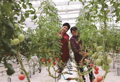 “植物工厂” 番茄飘香