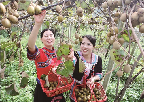 白露时节采摘忙