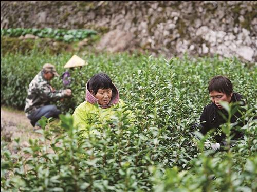 春茶“抢鲜”