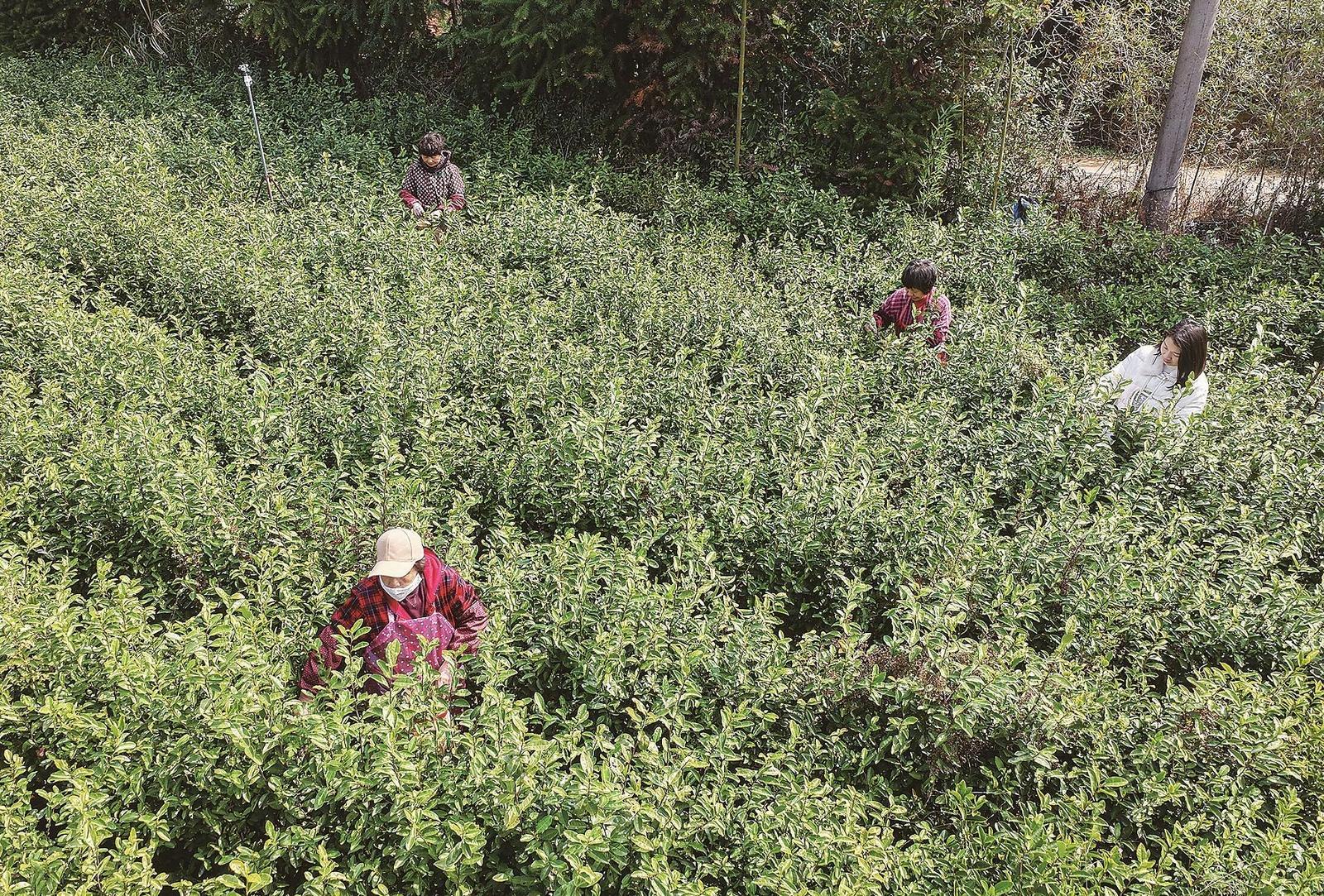“乌牛早”抢鲜上市