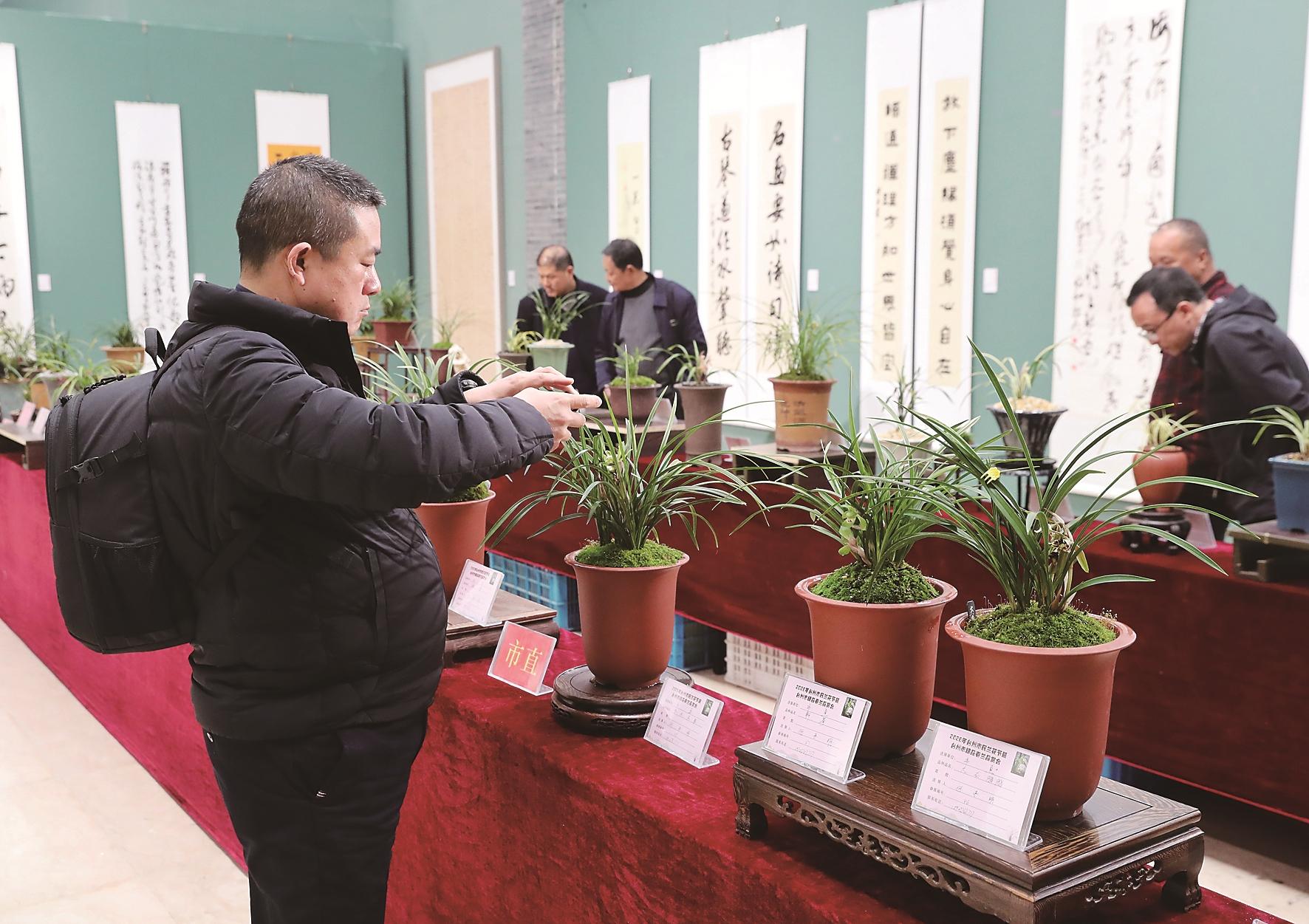 春兰争艳 香满台州